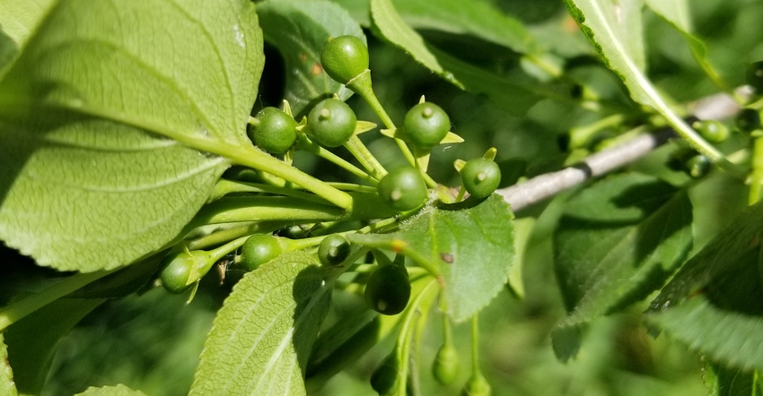 closeup of plump buckthorn berries