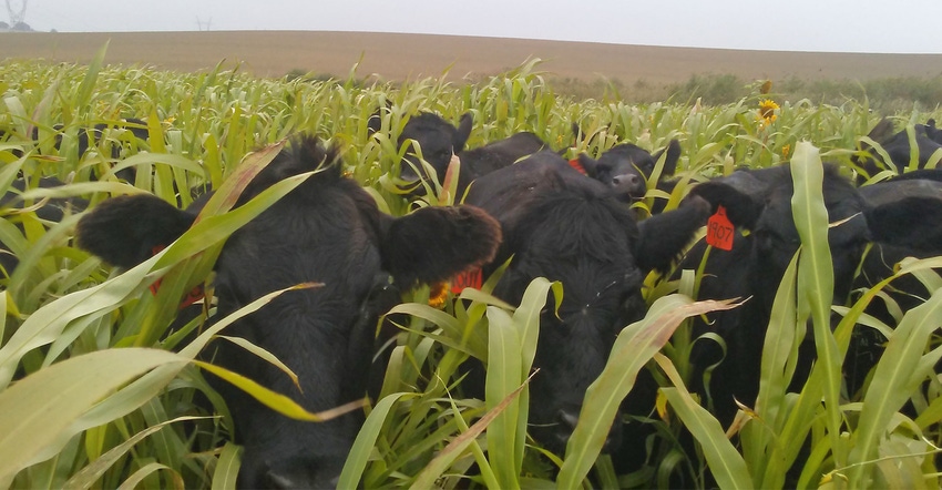 Cows graze a cover crop mixture planted on July 22 by Scott Heinemann on his farm near Winside