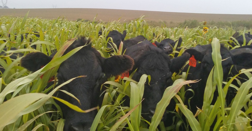 Cows graze a cover crop mixture planted on July 22 by Scott Heinemann on his farm near Winside Cows graze a cover crop mixture planted on July 22 by Scott Heinemann on his farm near Winside