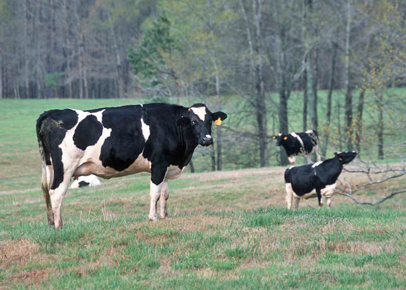 Holsteins a pillar of dairy industry Farm Progress