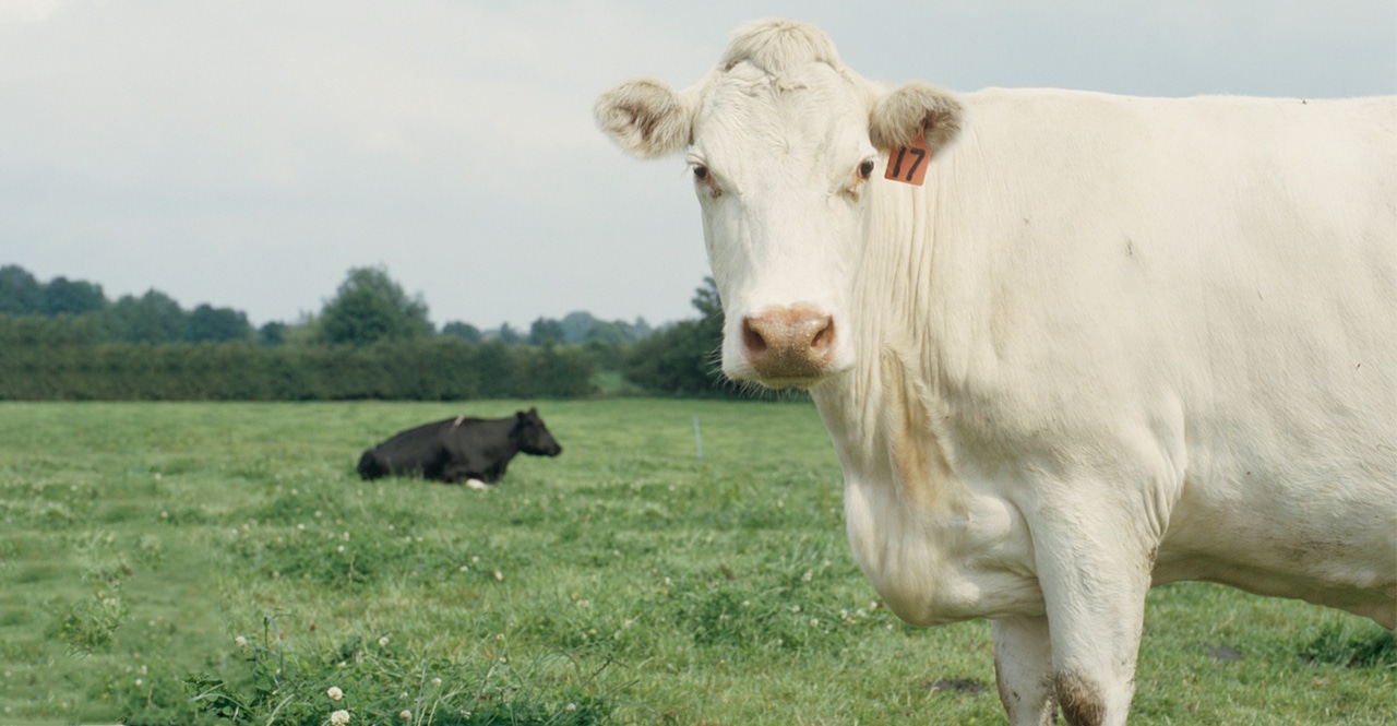 Clover the Cow Clover the Cow