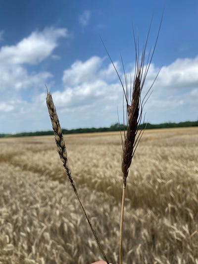silva-osu-freeze-damage-wheat.jpg