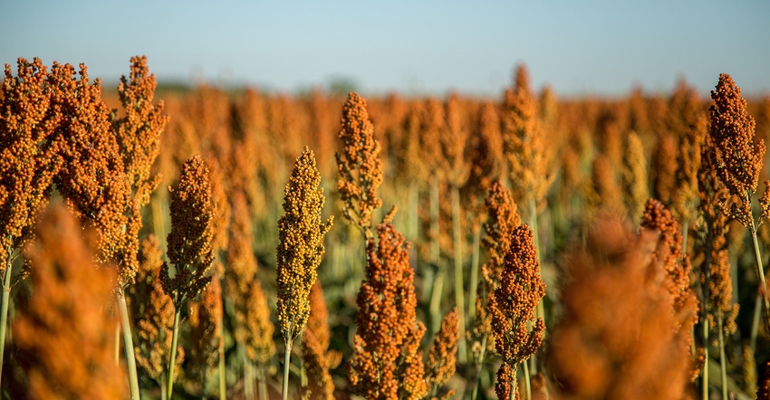 sorghum sorghum