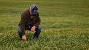 man kneeling in grass and inspecting it