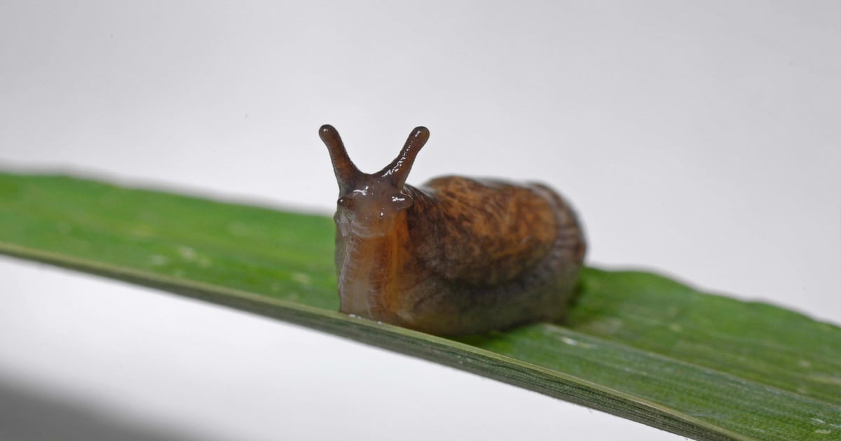 Wisconsin pest outlook 2026: What’s coming and what to watch now