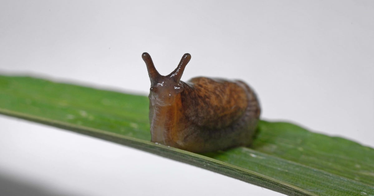 Wisconsin pest outlook 2026: What’s coming and what to watch now