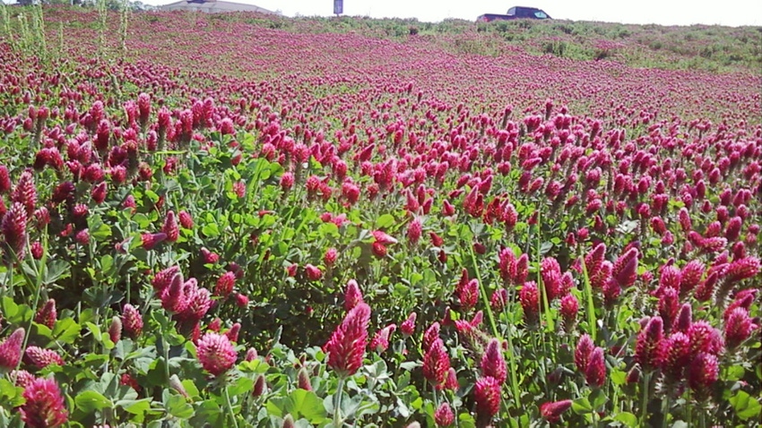 crimson clover