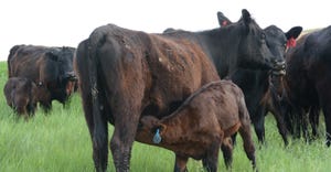 Calf drinking milk off her mom along with other cattle