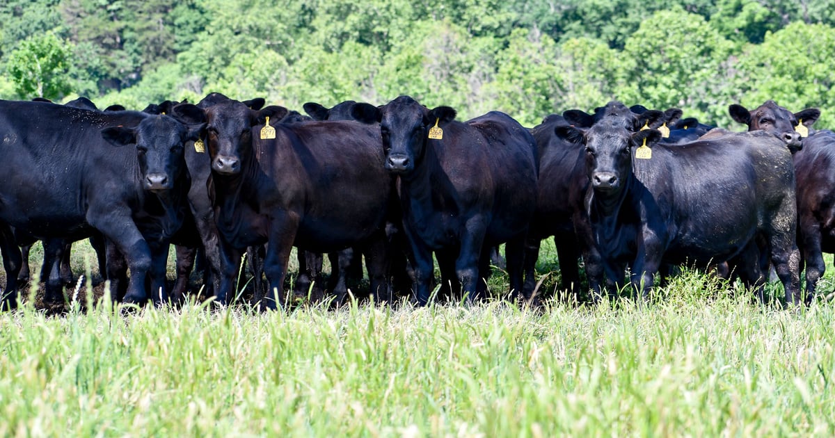 3 tech systems key to efficiency, innovation at The 808 Ranch