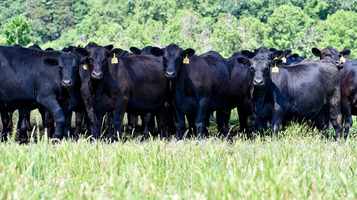 How smart technology is revolutionizing modern cattle ranching