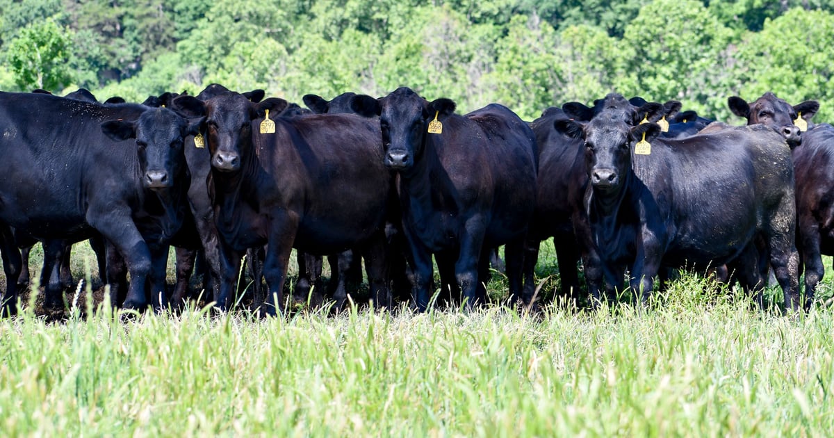 3 tech systems key to efficiency, innovation at The 808 Ranch