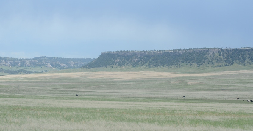 Cattle in field with hills in background. Cattle in field with hills in background.
