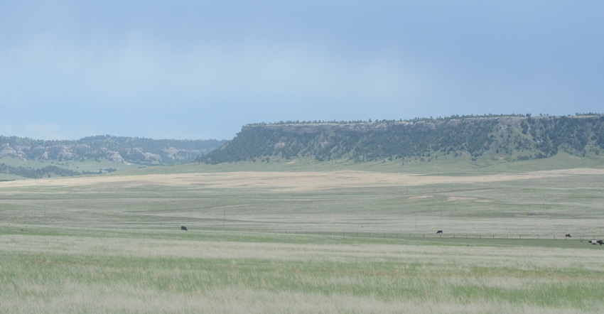 Cattle in field with hills in background.