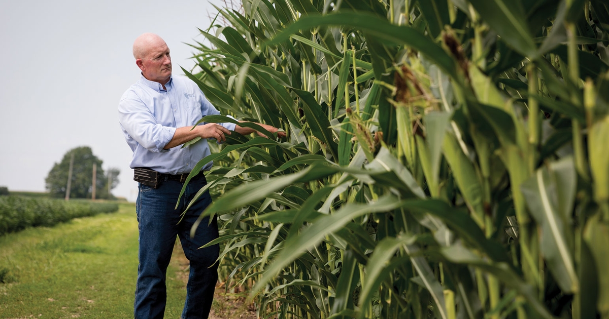 Manage costly nitrogen for high-yield corn