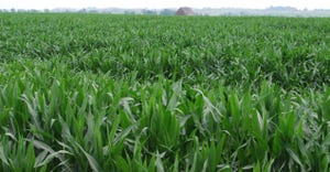 cornfield about to tassle