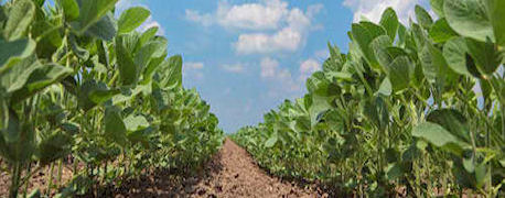 Trivence Herbicide Latest Release from DuPont to Attack Resistant Weeds