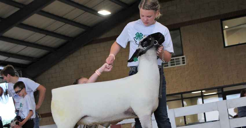 ! Sisters Tinleigh and Charleigh Spoonster fist bump as they pull into first place during last year’s Junior sheep show