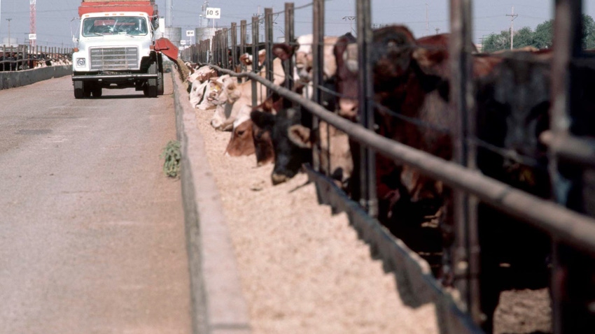 Truck dumping feed for cattle in feedlot