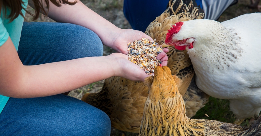 girls holding handful of grain and corn to chickens