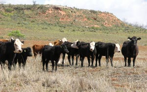 Plain cows on rangeland