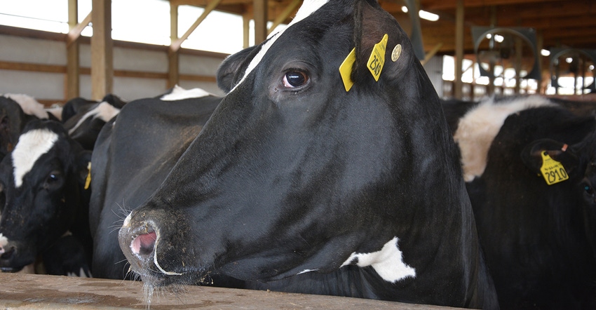 Holstein head