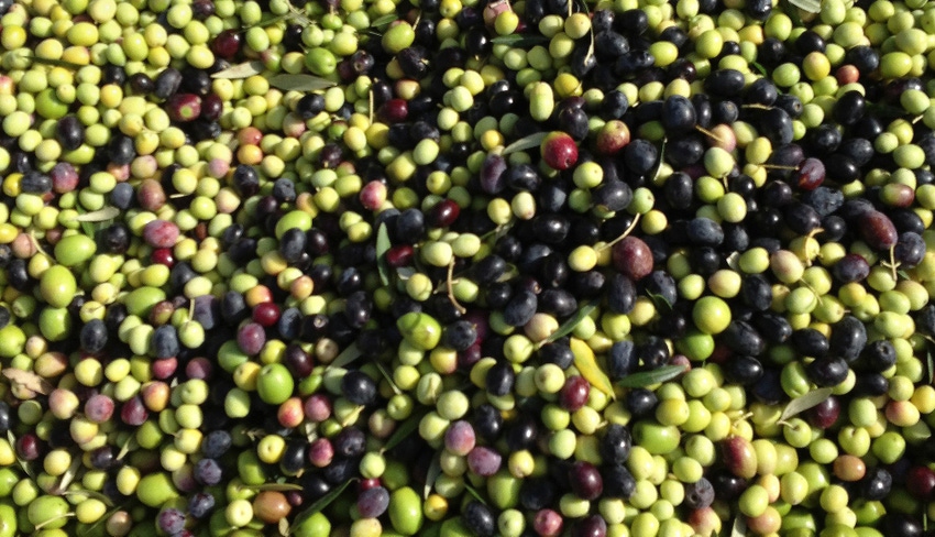 WFP-ARS-olives.jpg