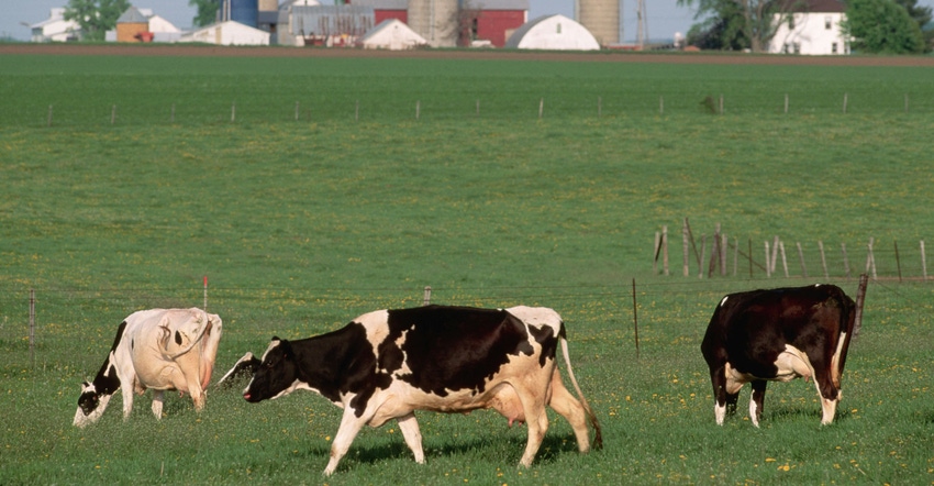 Holstein cows grazing on farm pasture