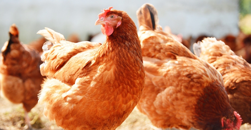 free-range-poultry-farm-GettyImages-179645905.jpg free-range-poultry-farm-GettyImages-179645905.jpg