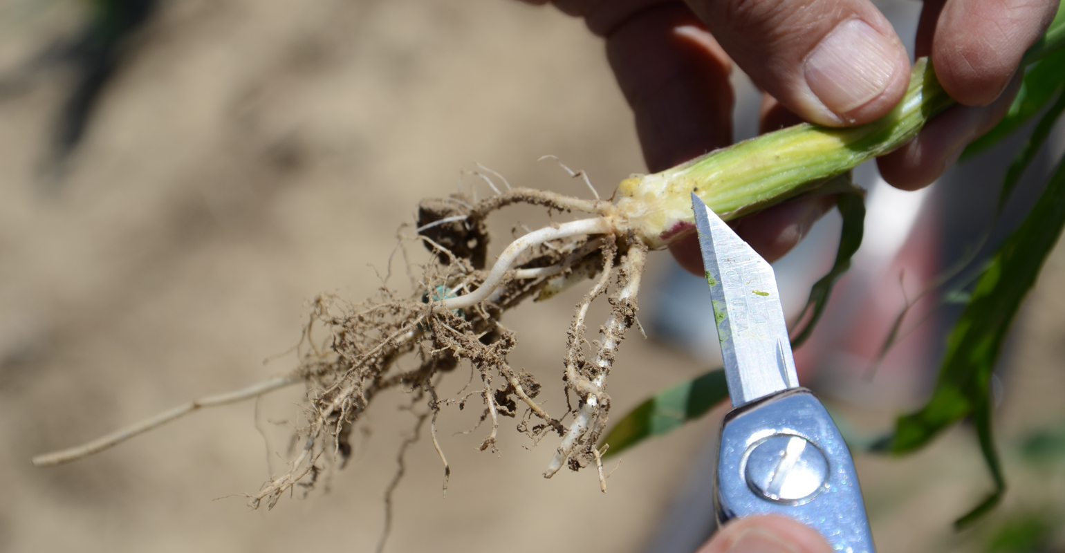 Proof corn has power to recover from stress