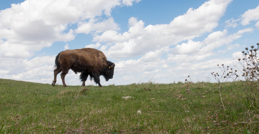 A bison grazing the top of a ridge