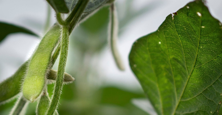 2021_soybean-defoliation2500.jpg 2021_soybean-defoliation2500.jpg