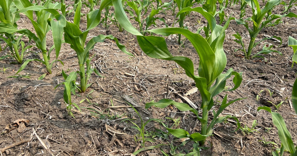 Is corn tissue sampling necessary in tight years?