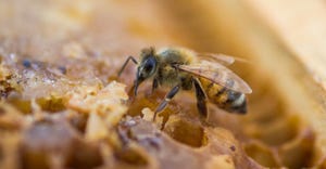 Honey bee in the hive