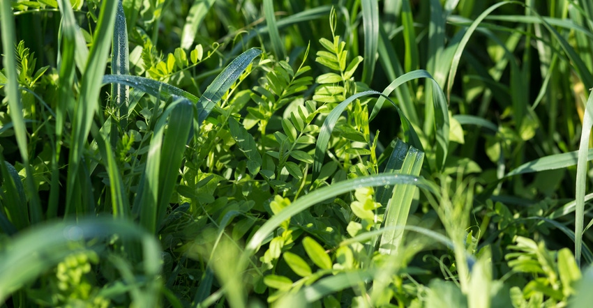 Vetch and oats as cover crops