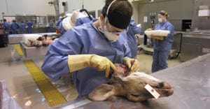 woman dissecting a deer head 