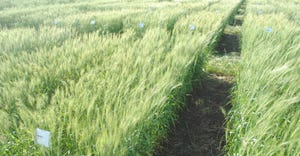 The Nebraska State Variety Testing Program wheat test plots