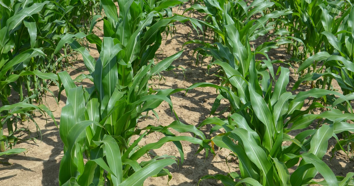 Crops growing their own nitrogen?
