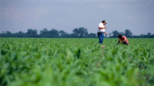 Two farmers standing in a Sorghum field