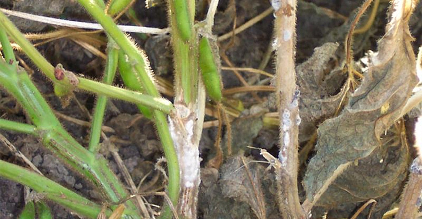 evidence of soybean white mold 