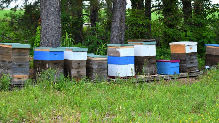 Beehive boxes next to a tree line.