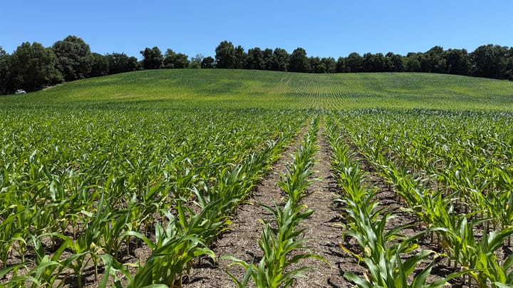 Waterlogged soils can have lasting effects in corn