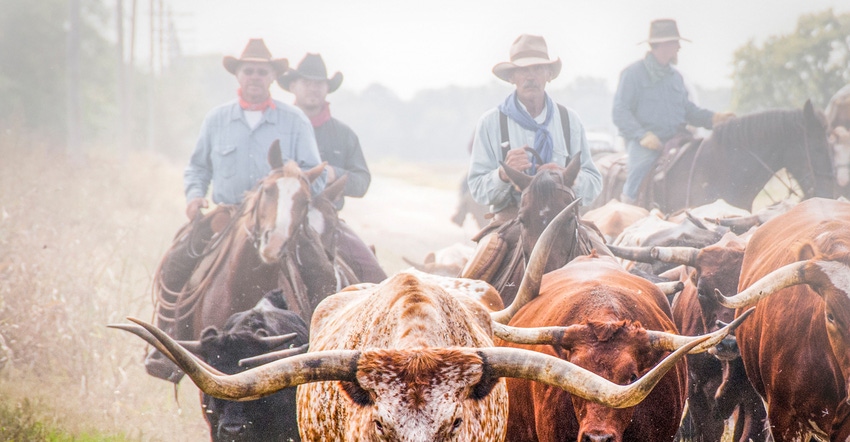 photo of a longhorn cattle drive recognizing the 150th Anniversary of the Chisholm Trail won the Ranchland Trust of Kansas Gr