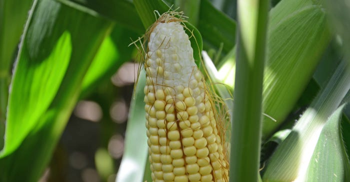 ear of corn with bare tip due to missing kernels