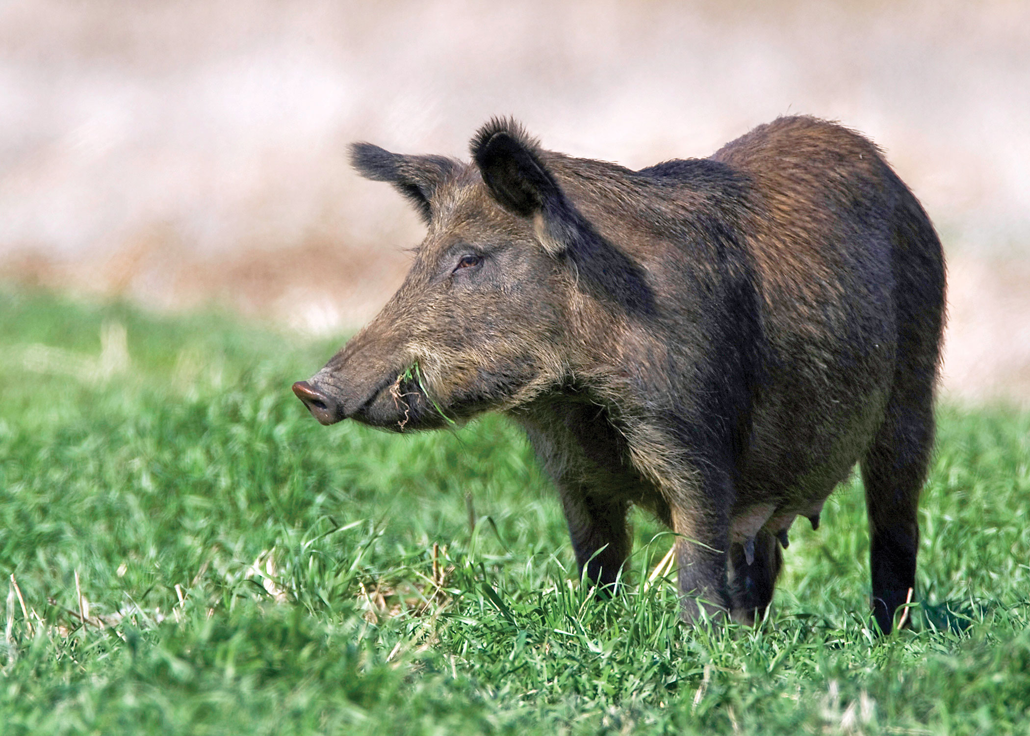 Wild hogs more than mere nuisance