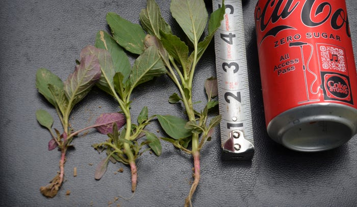 3 different-sized pigweeds lying next to measuring tape and Coca-Cola Zero can
