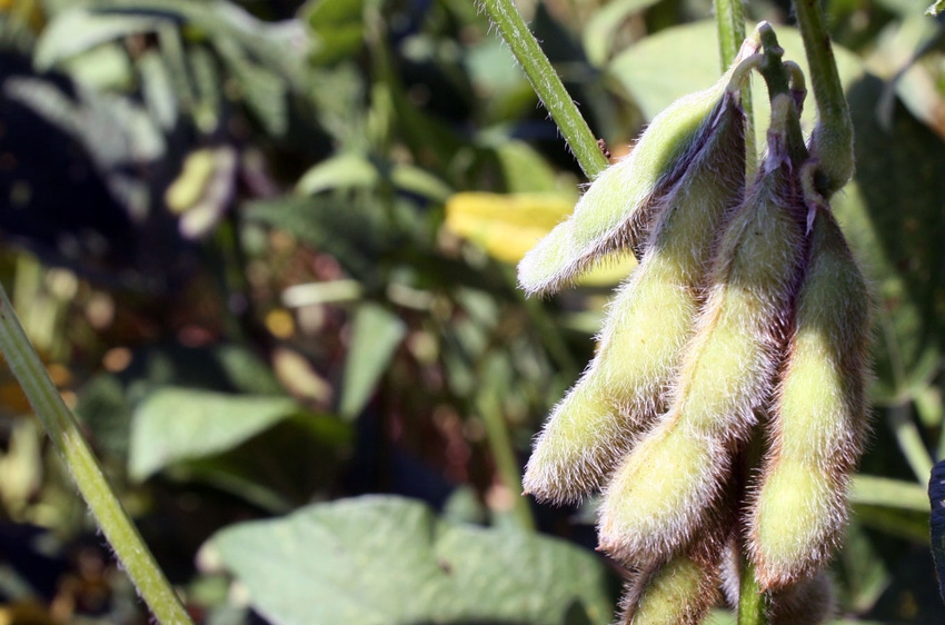 brad-haire-farm-press-soybeans-GA-3-a.jpg brad-haire-farm-press-soybeans-GA-3-a.jpg
