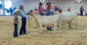 Exhibitors showing cattle at a state fair