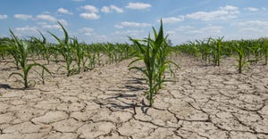 young corn plants in drought stricken field