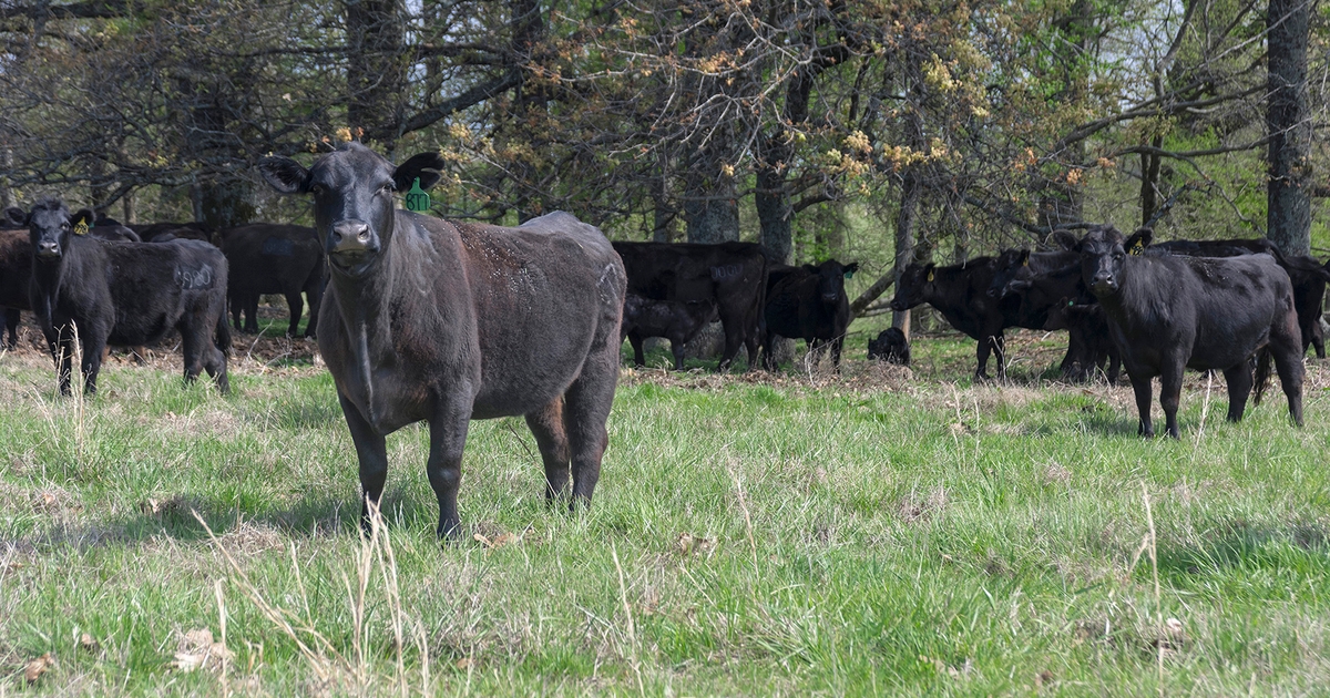 Mississippi cattle industry faces high production costs