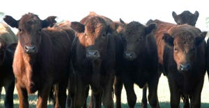calves-farm-progress-a.jpg